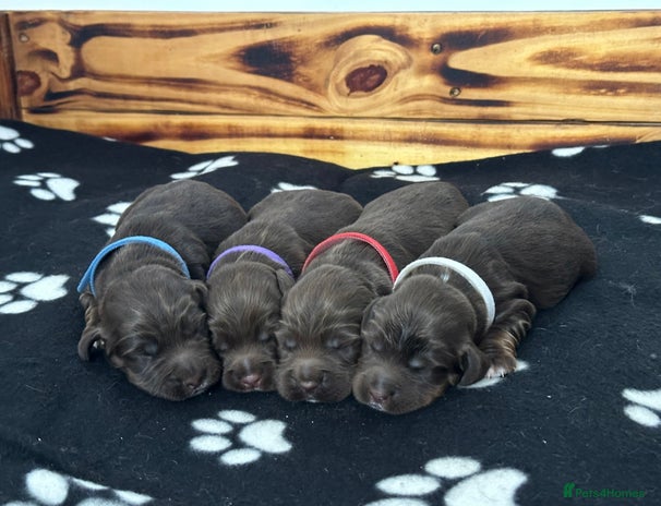 Sprocker dogs Fully Health Tested Sprocker Spaniel Puppies - Advert 16