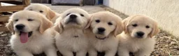 Golden Retriever dogs for sale: Golden retriever  - Advert 1
