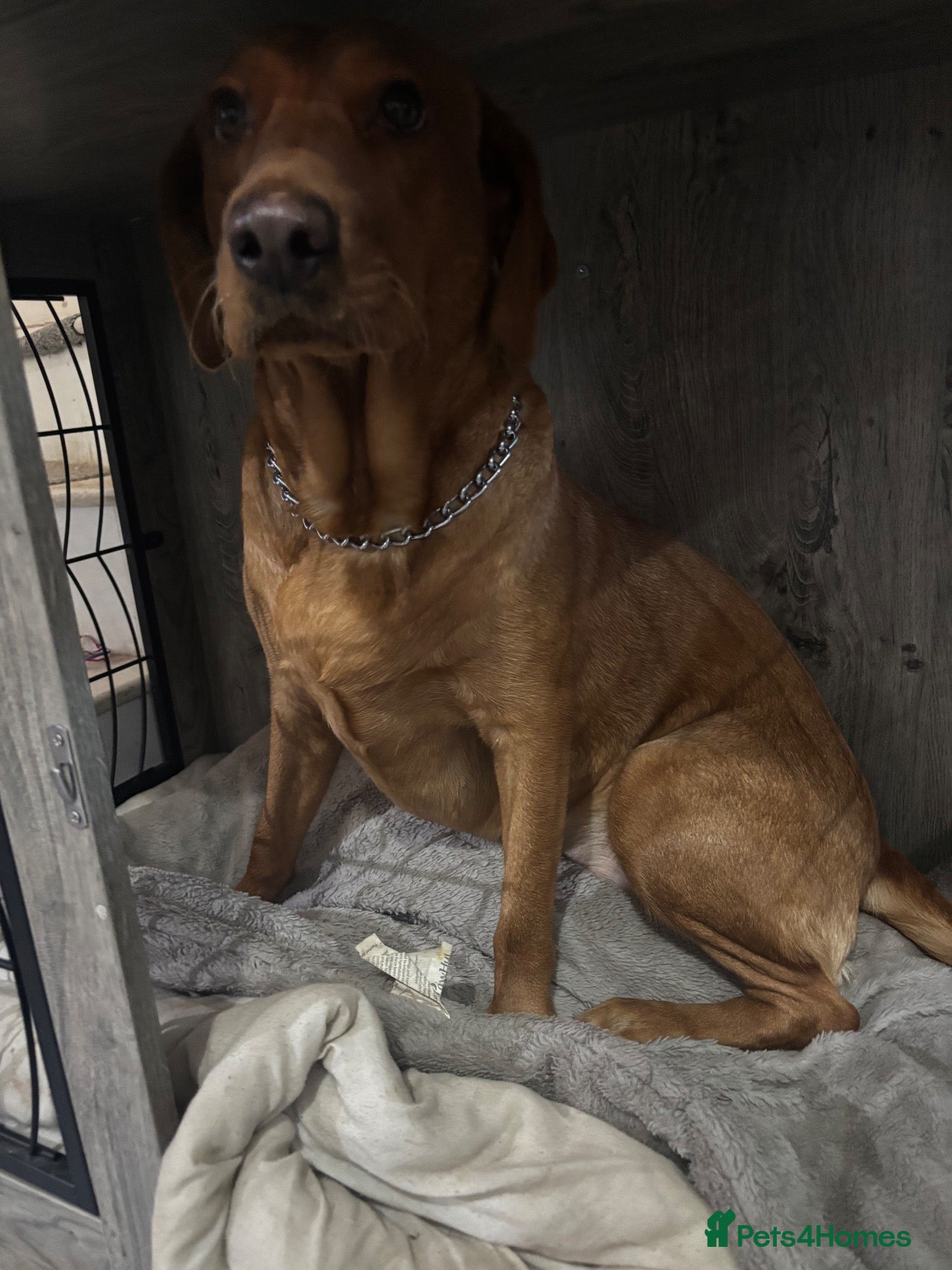 Labrador Retriever dogs Fox red labrador for sale - Advert 4