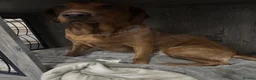 Labrador Retriever dogs for sale: Fox red labrador for sale - Advert 1