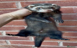 Ferret rodents for sale: Working ferrets and kits for sale  - Image 1