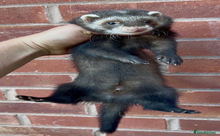 Ferret rodents - Advert 1