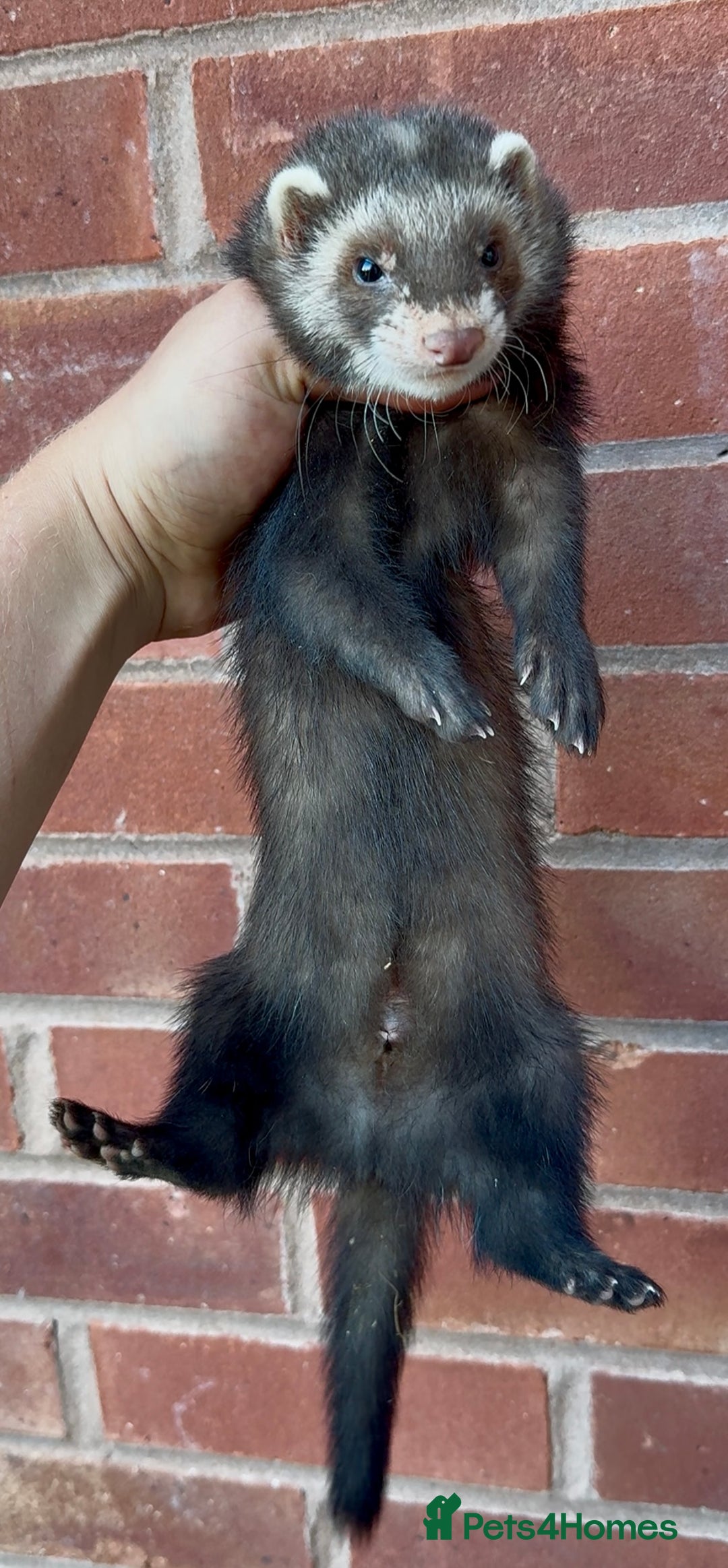 Ferret rodents for sale: Working ferrets and kits for sale  - Image 1