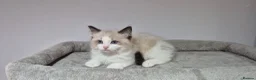 Ragdoll cats for sale: 3 TICA Registered Males for Sale - Advert 10