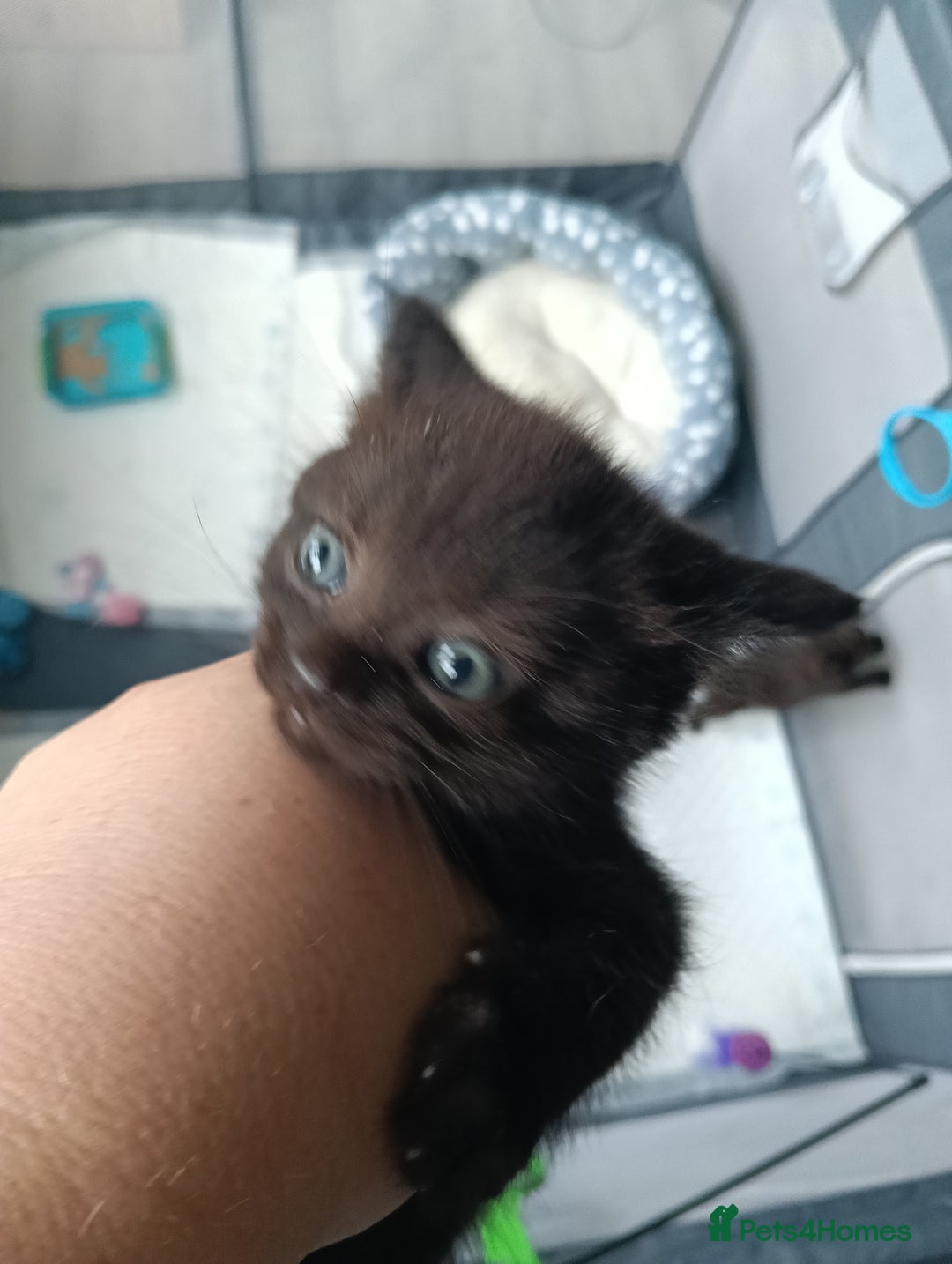British Shorthair cats for sale: Beautiful little BSH kittens - Image 3