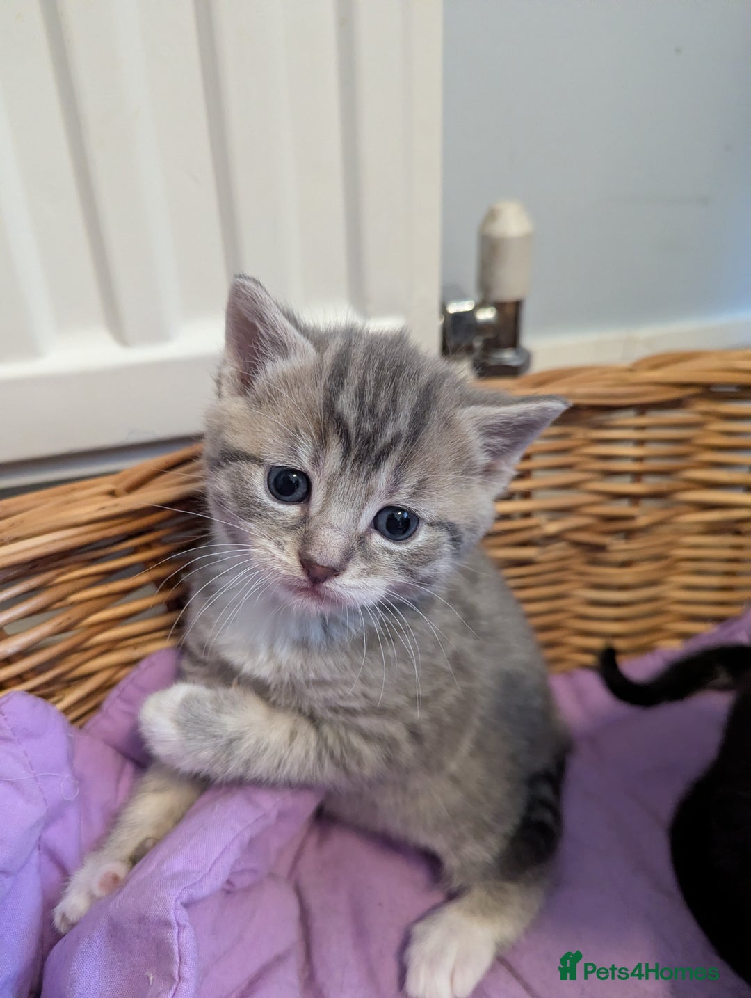 Mixed Breed cats for sale: 5 beautiful and playful kittens - Advert 23