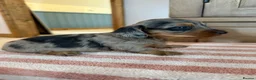 Miniature Dachshund dogs for sale: KC Long Haired Miniature Dachshund Puppies - Advert 11
