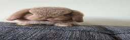 Mini Lop rabbits for sale: Mini Lops - Bucks  - Advert 4
