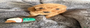 Roo