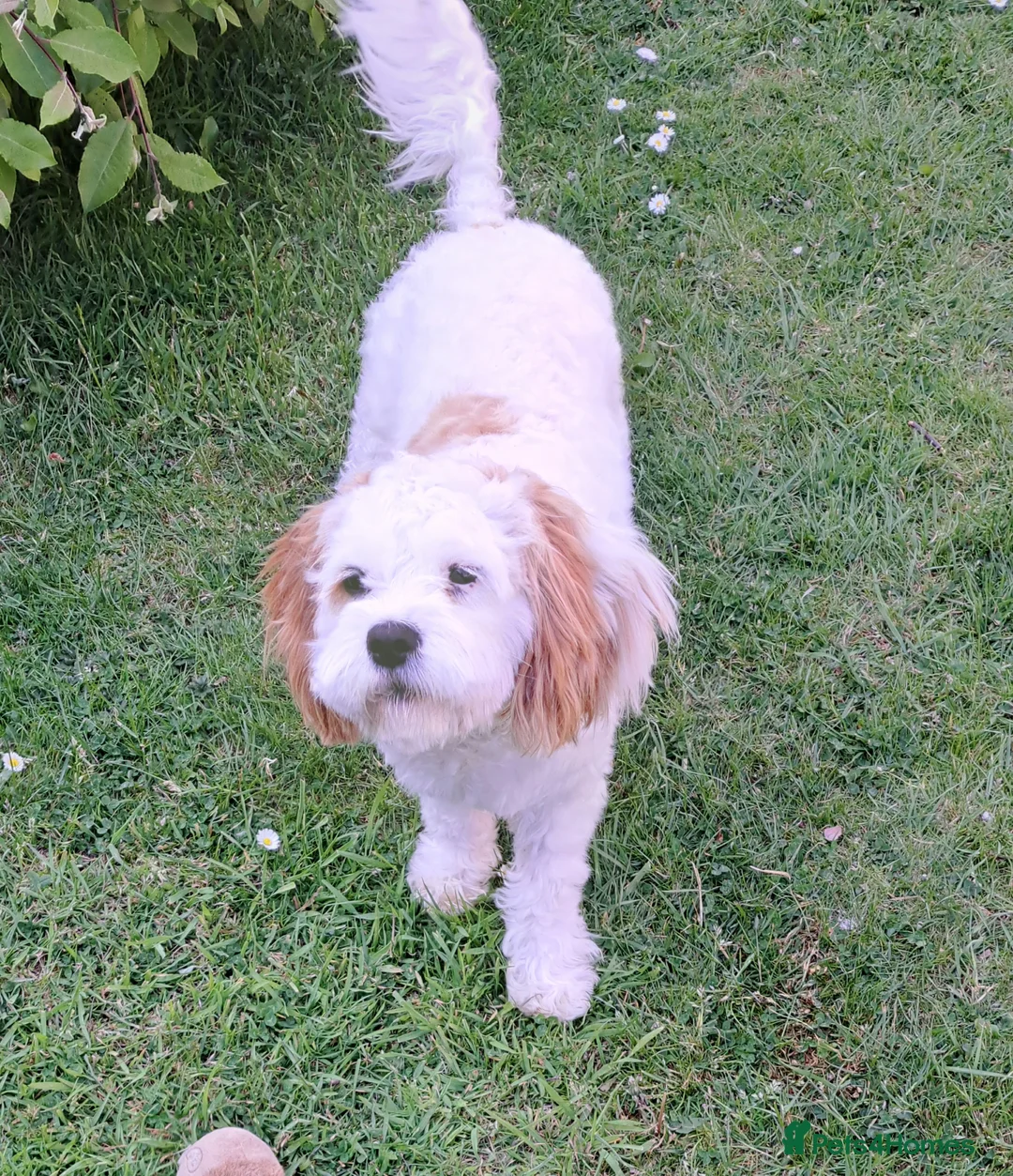 Cavapoo dogs for sale: Male cavapoo  for sale, Liverpool - Advert 3