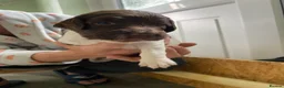English Springer Spaniel dogs for sale: Gorgeous springer spaniel pups in Darlington - Advert 9