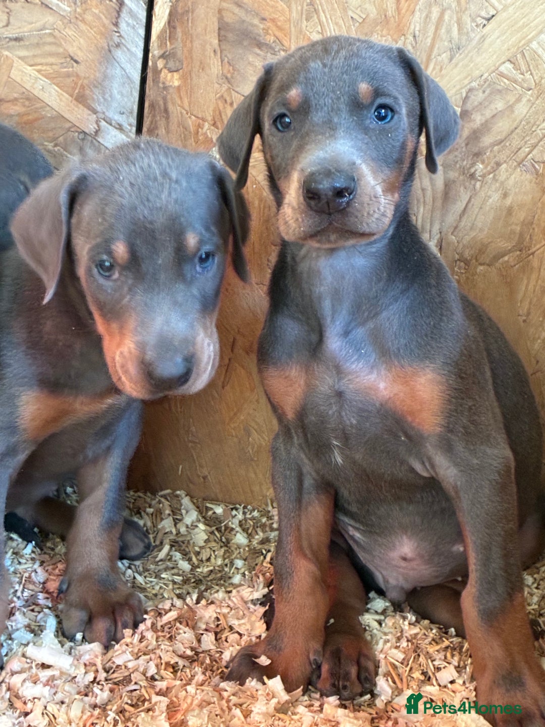 Dobermann dogs for sale: Beautiful puppy’s  - Image 5
