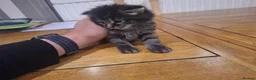 Mixed Breed cats for sale: 4 Tabby kittens - Advert 4