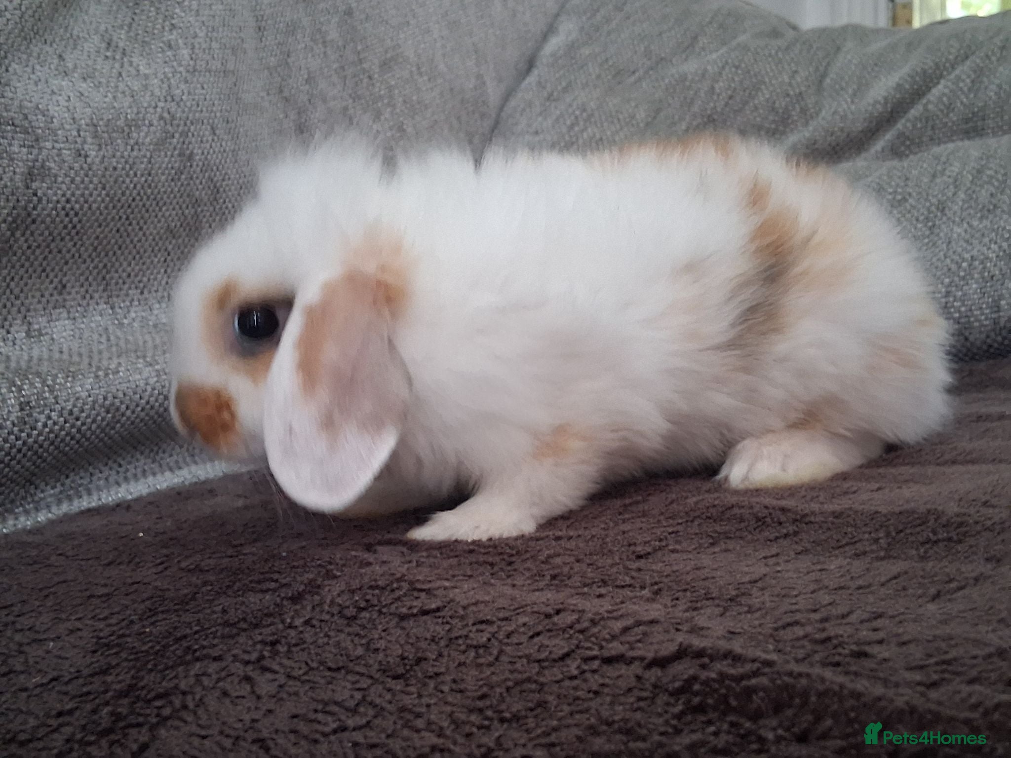 Lionhead rabbits Baby bunnies for sale - Advert 2