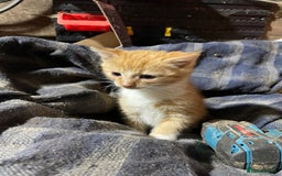 Mixed Breed cats for sale: Ginger farm kittens for sale  - Image 7
