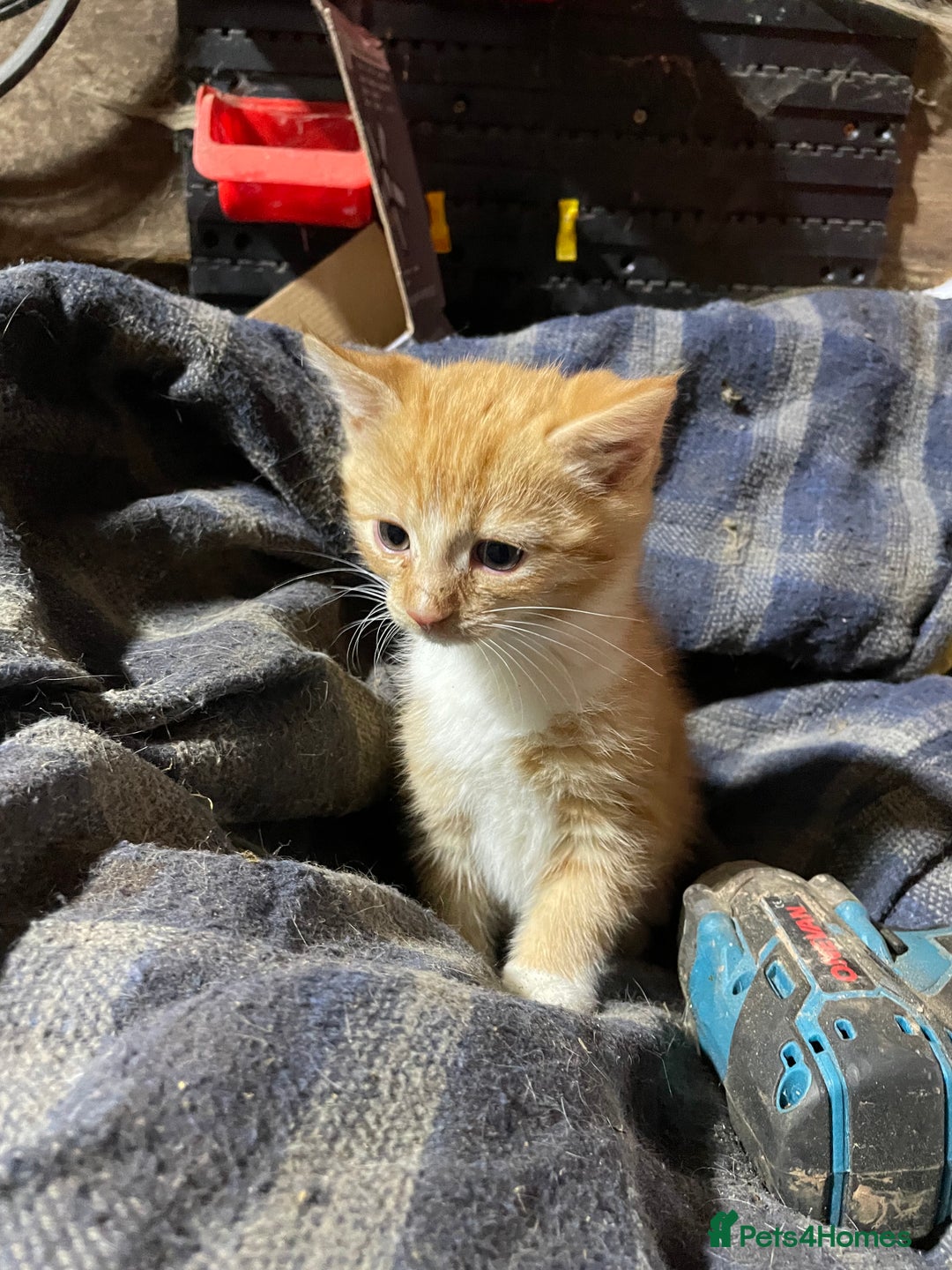 Mixed Breed cats for sale: Ginger farm kittens for sale  - Image 7