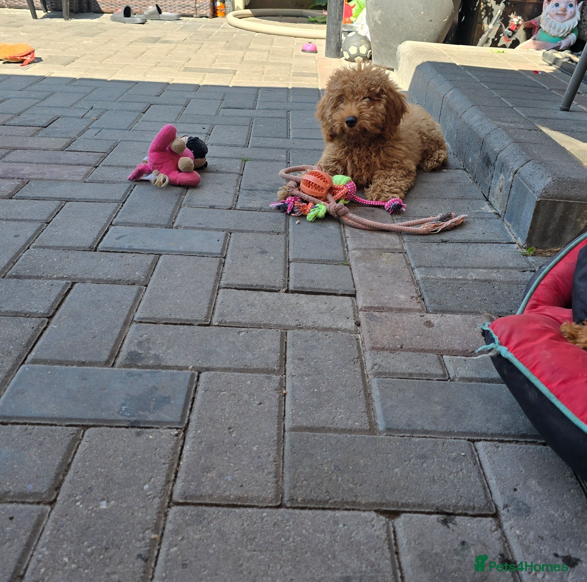 Cavapoo dogs BOYS ONLY cavapoo pups ready to leave  - Advert 2