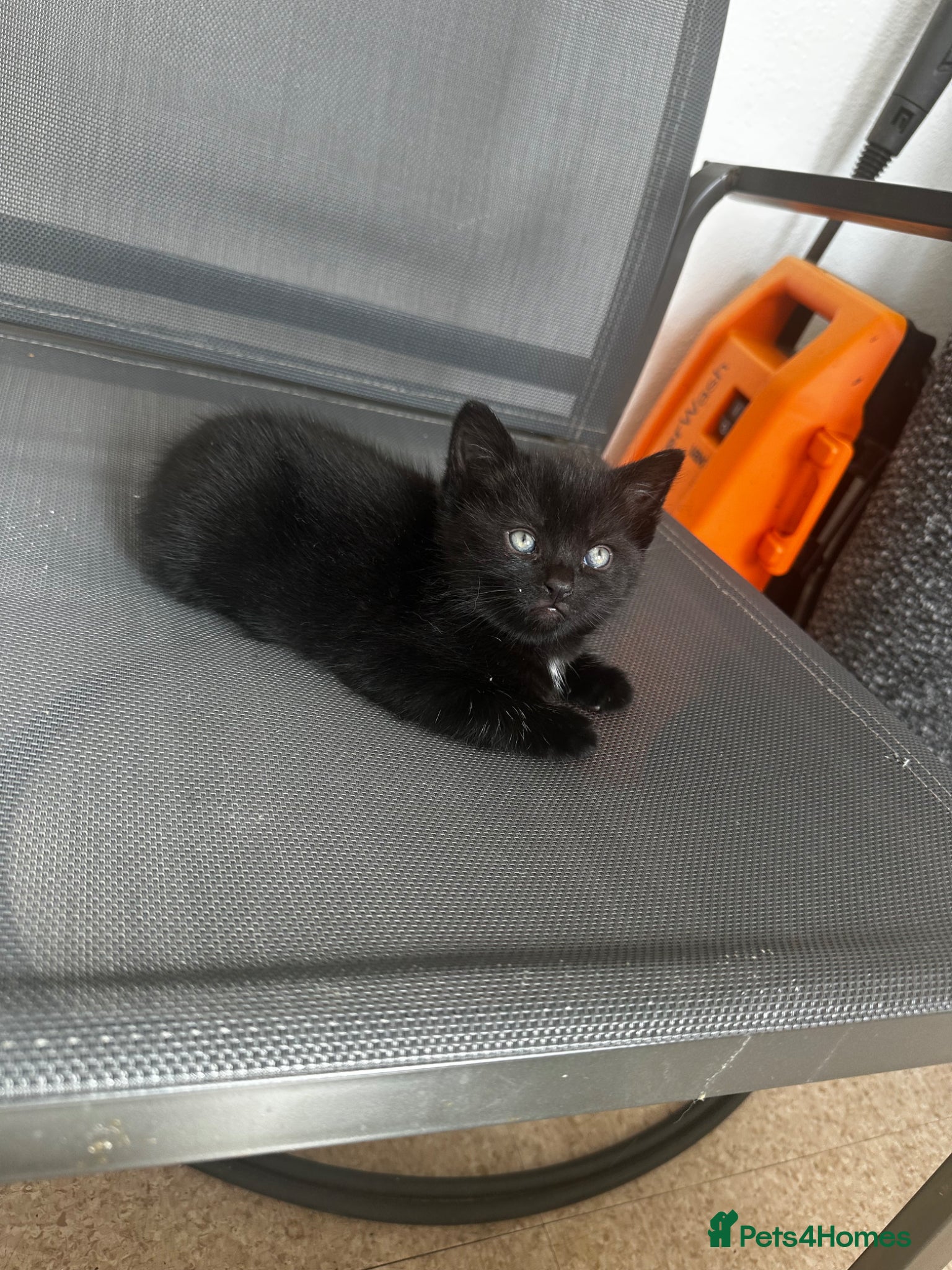 Bombay cats Boy kitten for sale £75   - Advert 9