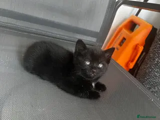 Bombay cats Boy kitten for sale £75 - Advert 6