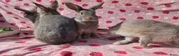 Mixed Breed rabbits for sale: 4 very tame Blue fawn plush mini lop rabbit - Advert 21