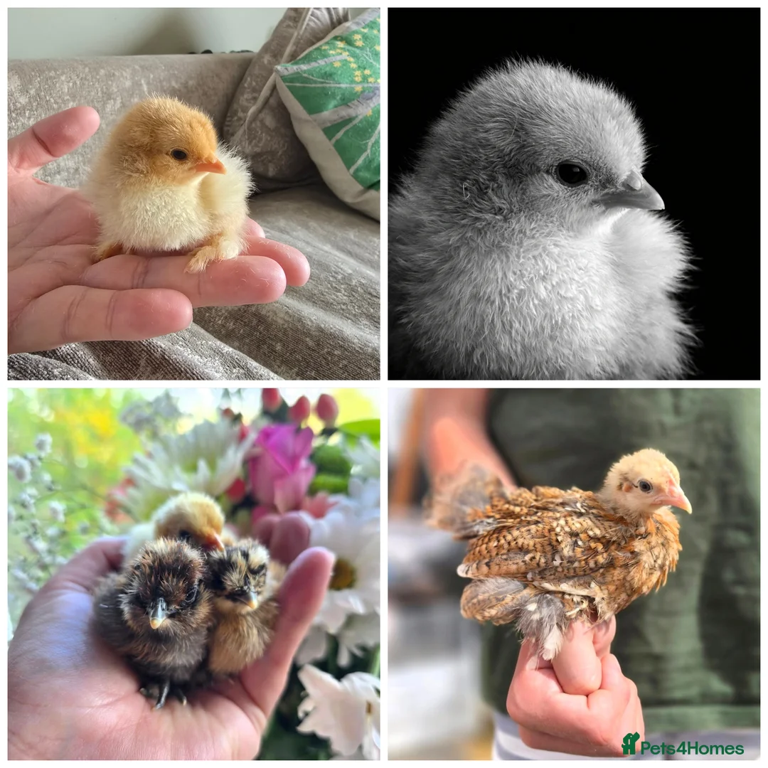 Chickens poultry for sale: Chicks (various breeds) - Advert 1