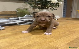 Mixed Breed dogs for sale: 9 Gorgeous pups looking for their forever home - Image 24