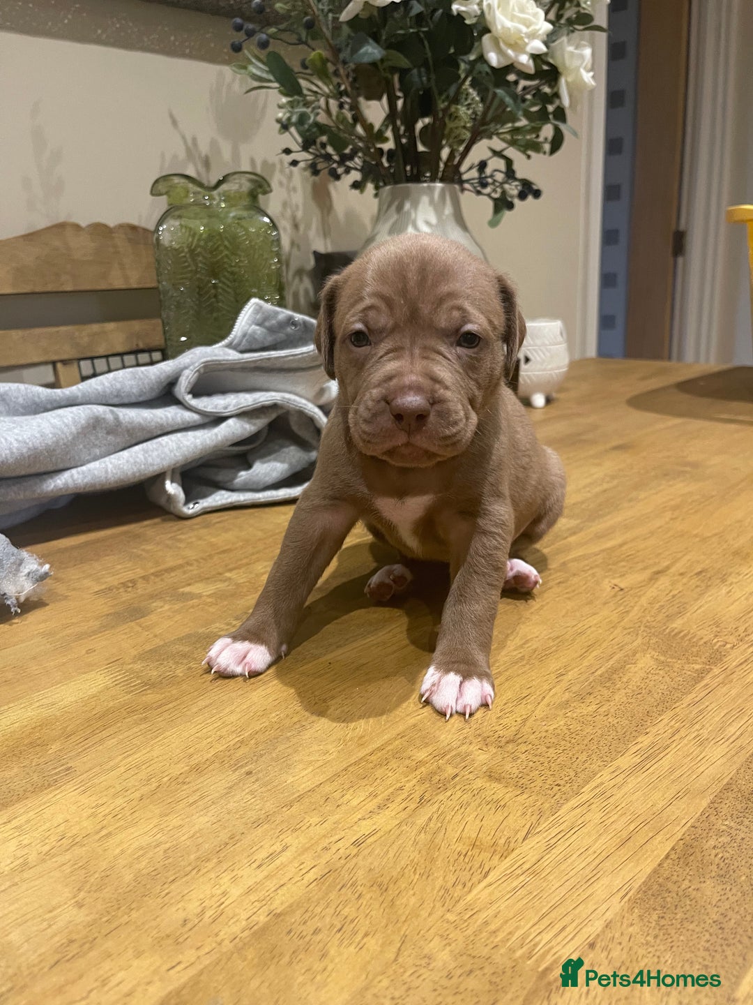 Mixed Breed dogs for sale: 9 Gorgeous pups looking for their forever home - Image 24