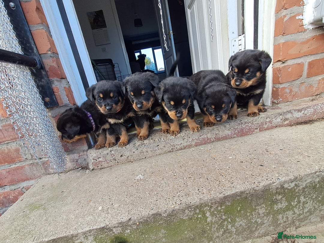 Rottweiler dogs for sale: Rottweiler puppies - Image 6