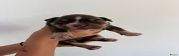American Bully dogs for sale: 🧬 STUNNING CHUNKY POCKET BULLYS 🏆  - Advert 23
