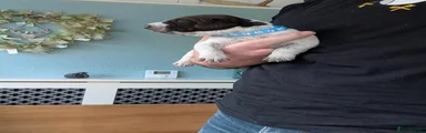 German Shorthaired Pointer 2
