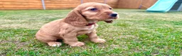 Cocker Spaniel dogs for sale: KC Registered Show Cockerspaniel Babies 🐾🐾🐾 - Advert 14