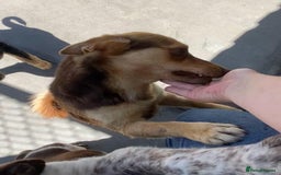 Mixed Breed dogs for adoption: Myrtle, 2-3 years old. Reserved stc. in Brixham - Image 15