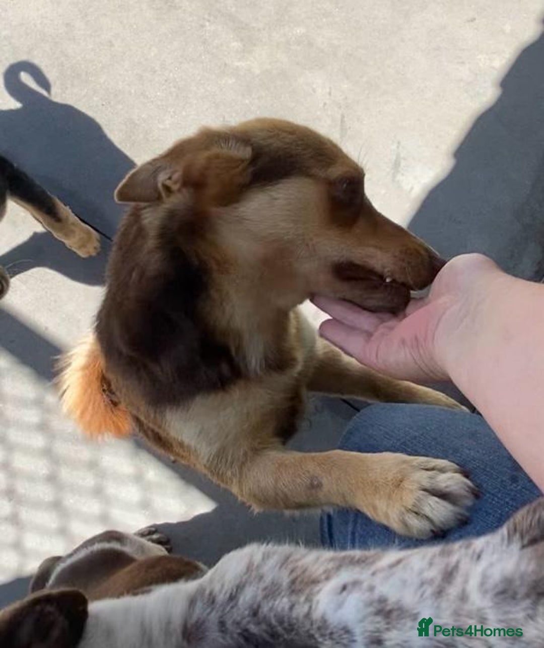 Mixed Breed dogs for adoption: Myrtle, 2-3 years old. Reserved stc. in Brixham - Image 15