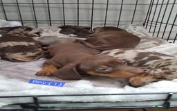 Miniature Dachshund dogs for sale: KC, PRA, STUNNING LITTER MIN,DASH😍 - Image 17