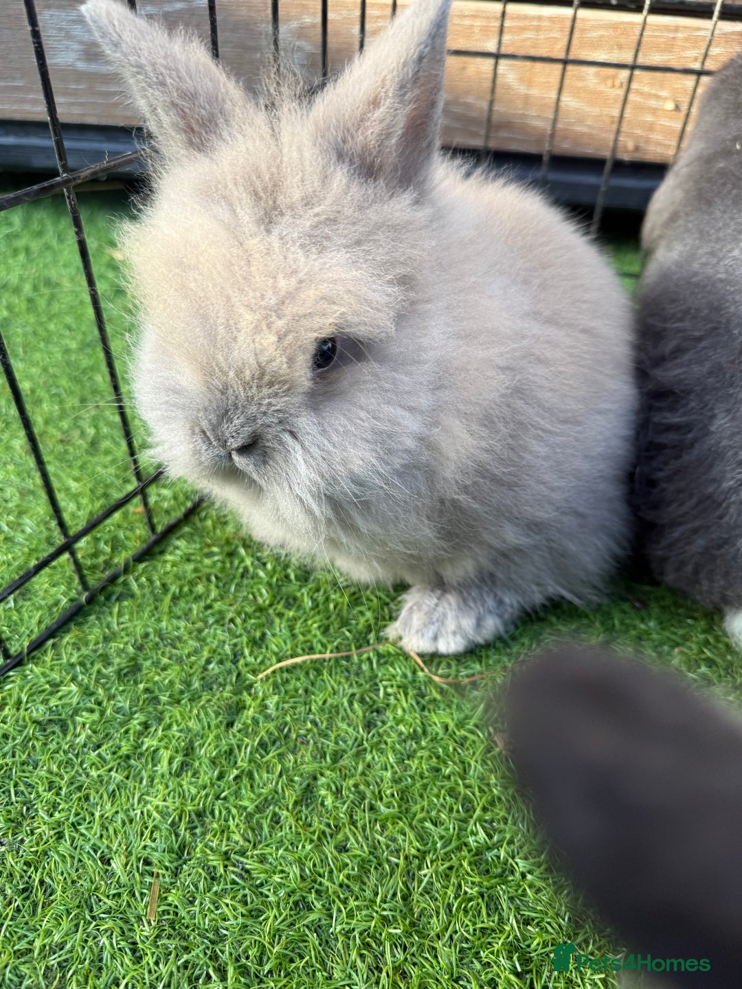 Mixed Breed rabbits for sale: Baby rabbits ready now  - Advert 6