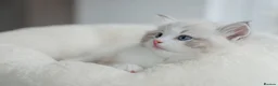 Ragdoll cats for sale: READY NOW Bicolour Lynx Ragdoll kittens - Advert 34