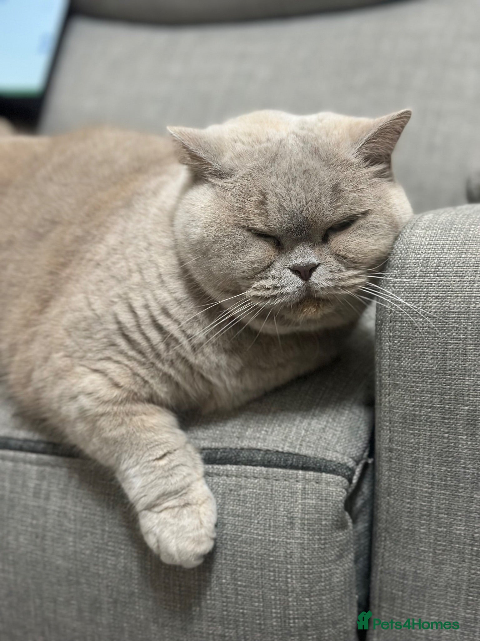 British Shorthair cats Cupcake is looking for a new home - Advert 5