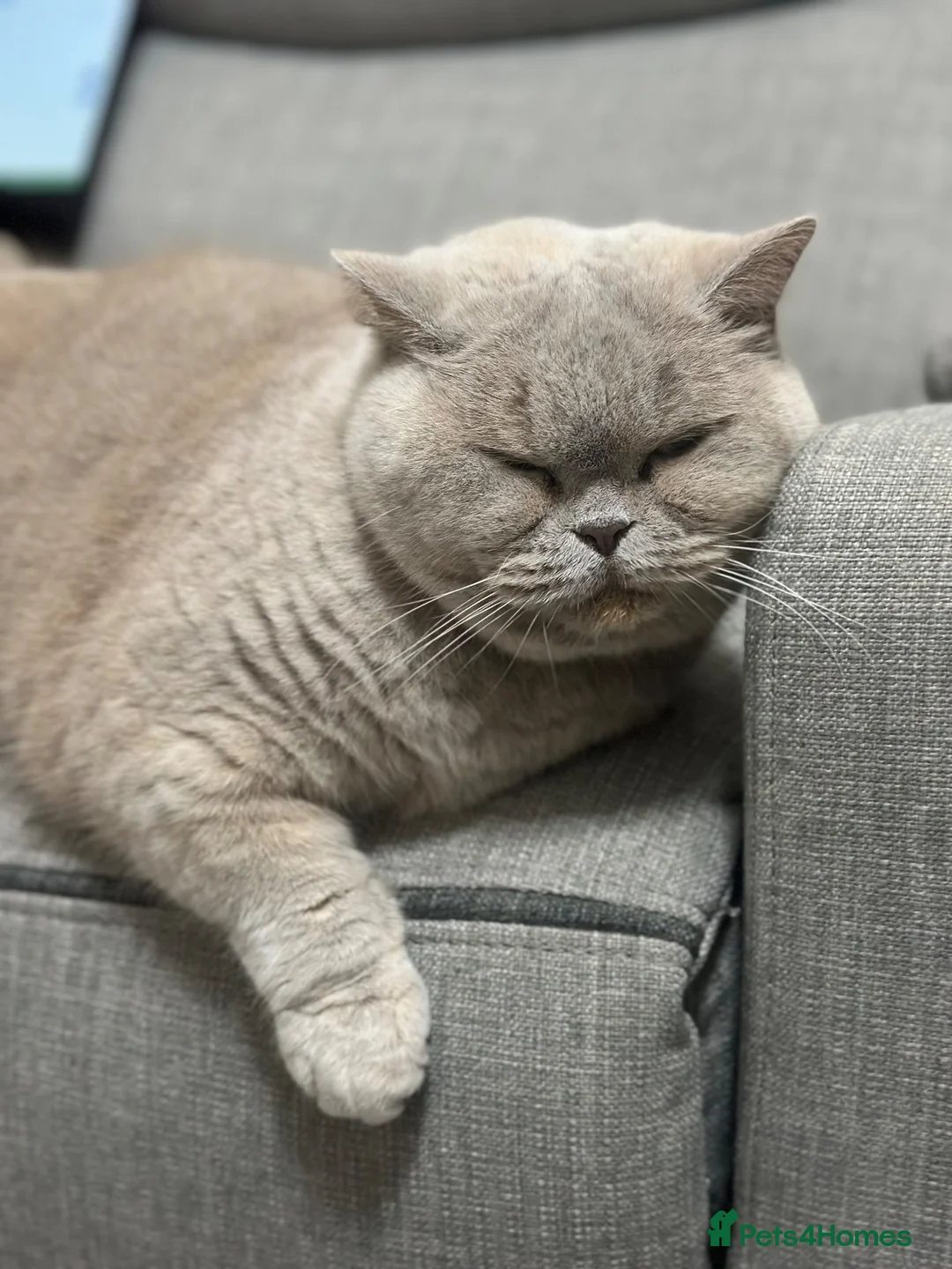 British Shorthair cats for sale: Cupcake is looking for a new home in Birmingham - Advert 1