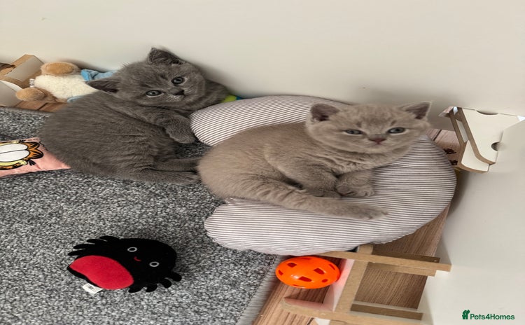 British Shorthair cats - Advert 14