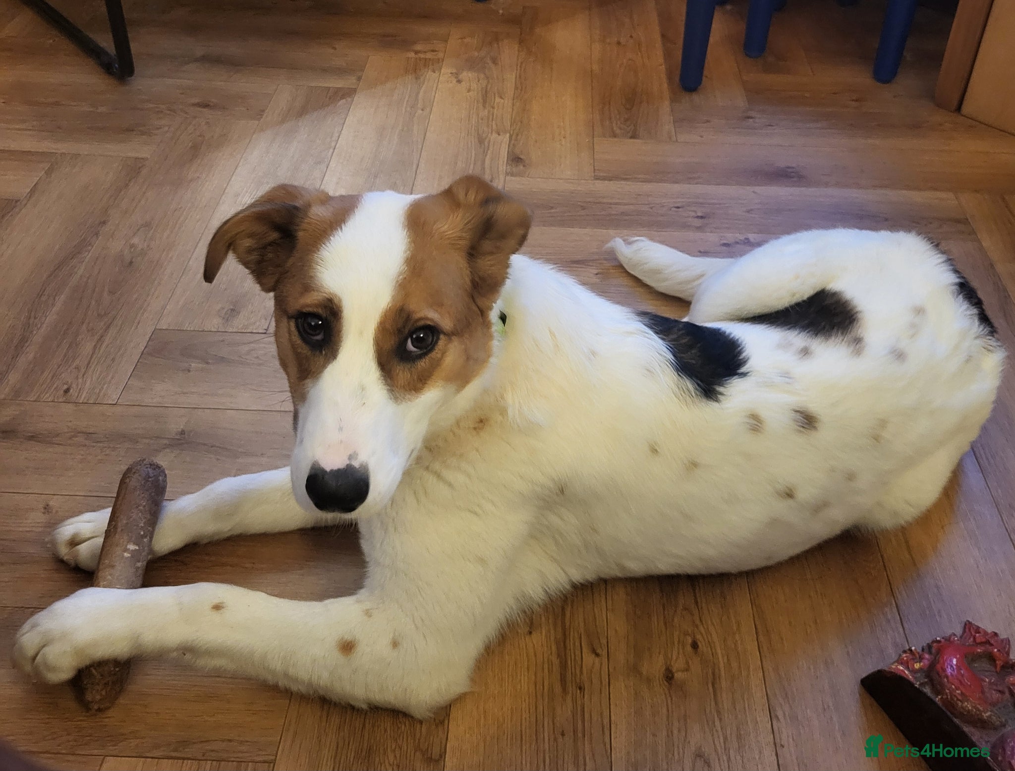 Mixed Breed dogs MELODY - Advert 1