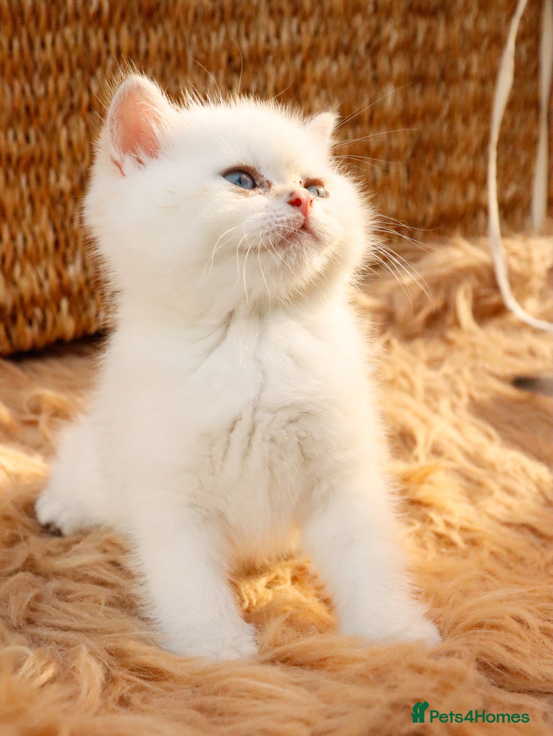 British Shorthair cats for sale: BSH Champion bloodlines TICA Kittens in Bedford - Image 12