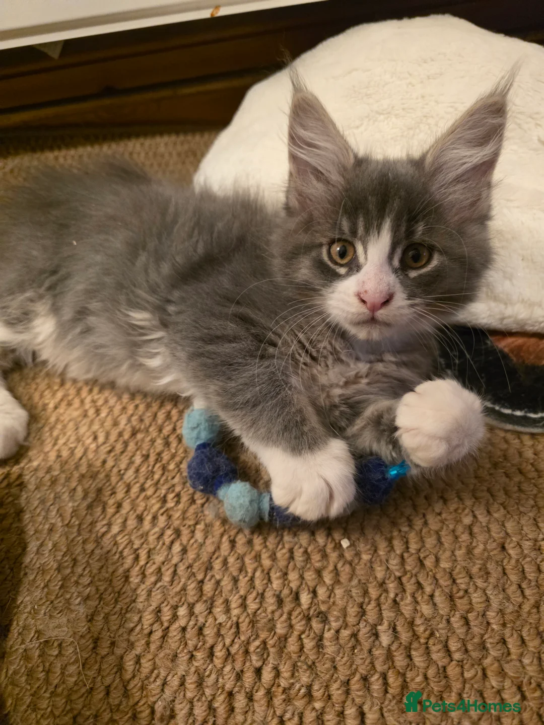 Maine Coon cats for sale: Beautiful Maine Coon Kittens 3 boys/ 2 girl  - Advert 32