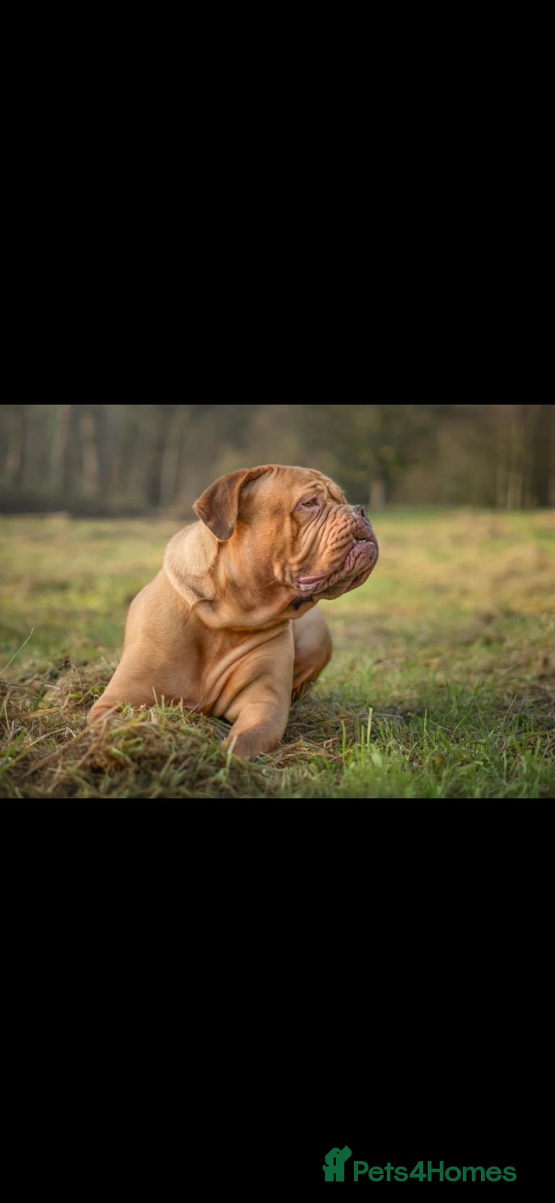Dogue De Bordeaux dogs for sale: Beautiful Nala - Advert 4