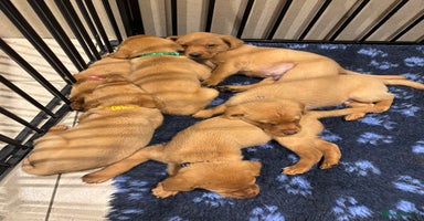 Labrador Retriever dogs - Advert 16
