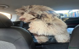 Miniature Poodle dogs for sale: Merle poodle baby - Image 1
