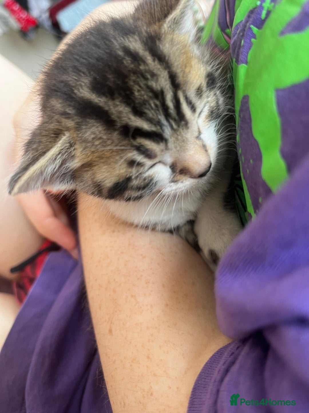 Bengal cats for sale: Only 1 little girl left. Needs her forever home xx in Oswestry - Image 20