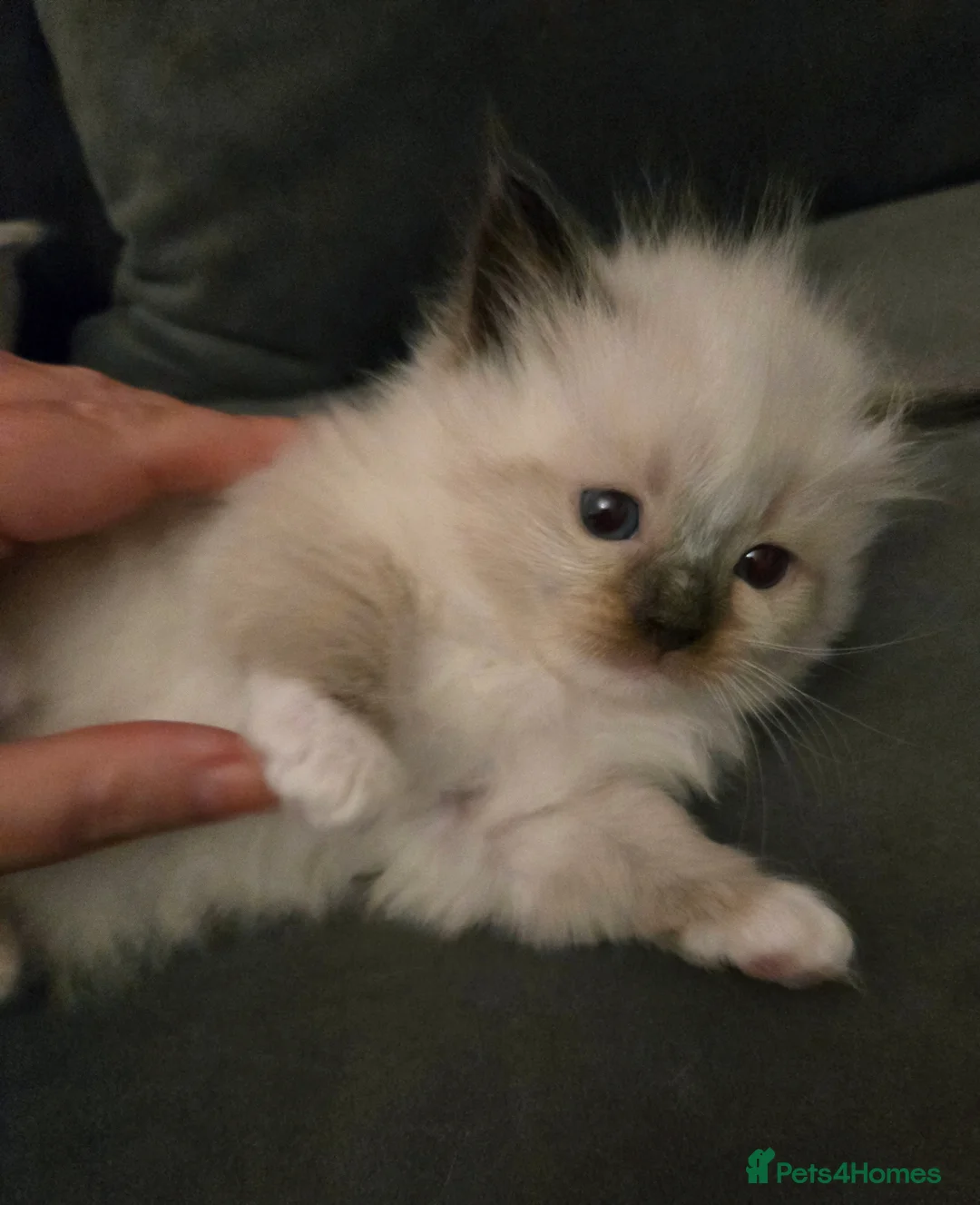 Ragdoll cats for sale: Seven gorgeous purebred ragdoll mitted kittens  - Advert 12