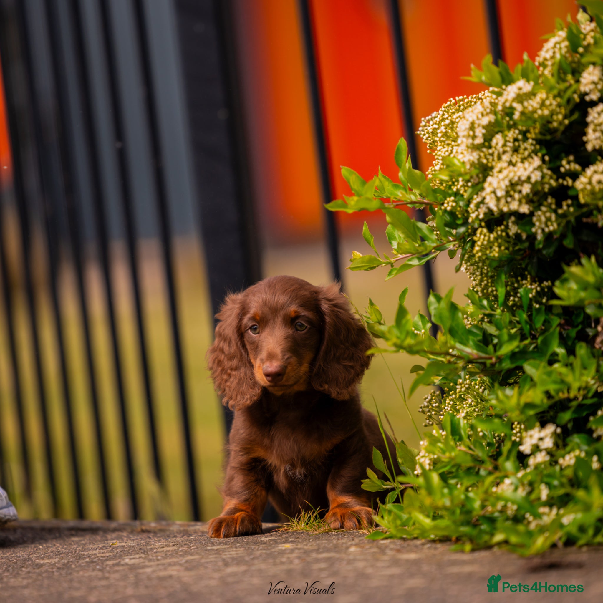 Miniature Dachshund dogs for sale: Long Haired Miniature Dachshund-Isabella&Chocolate - Advert 3
