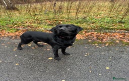 Labrador Retriever dogs for sale: lovely Female for sale  - Advert 1