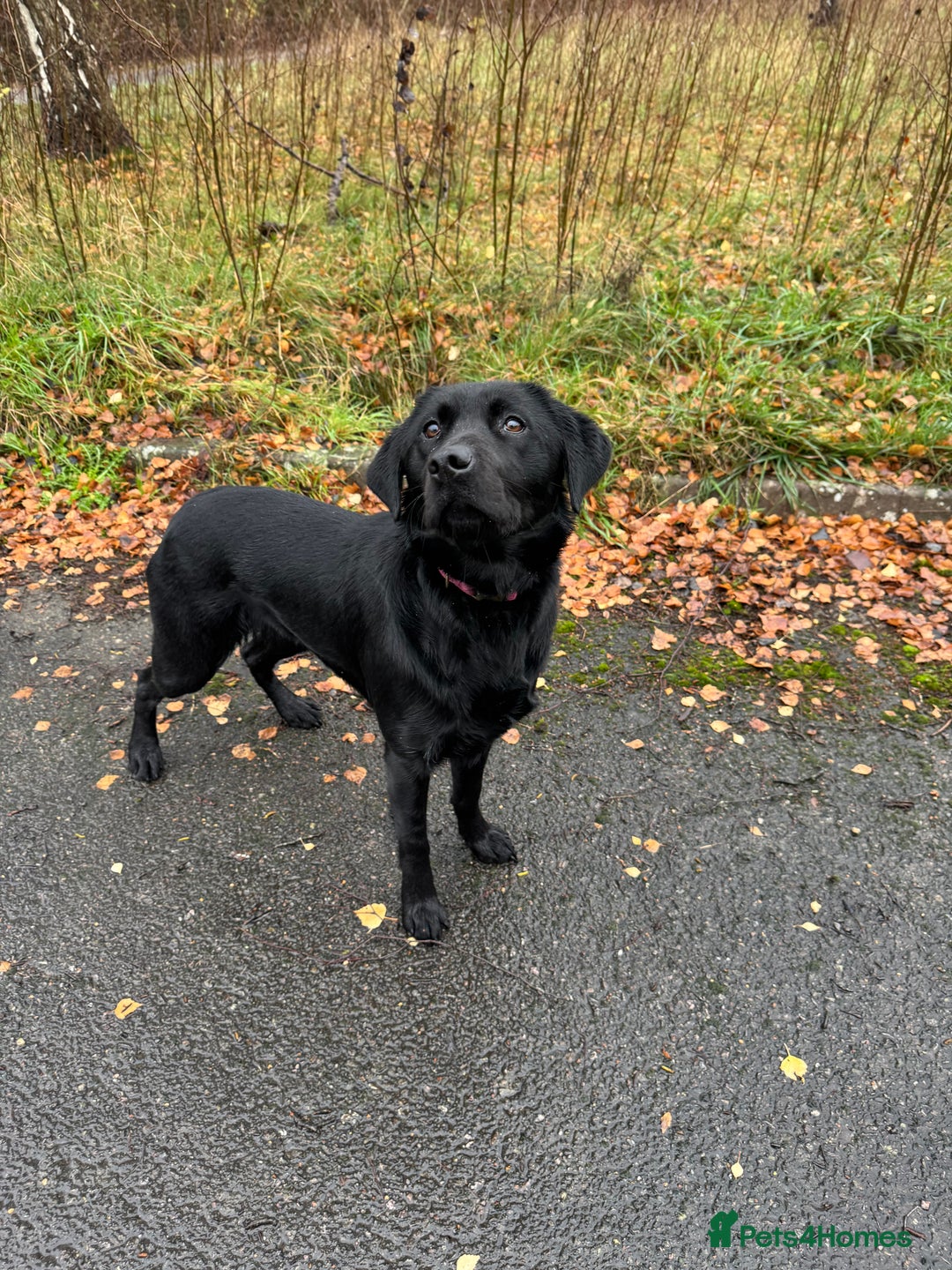 Labrador Retriever dogs for sale: lovely Female for sale  - Advert 1
